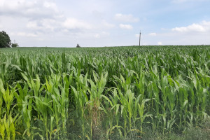 Jak uniknąć problemów w uprawie kukurydzy – od siewu do teraz