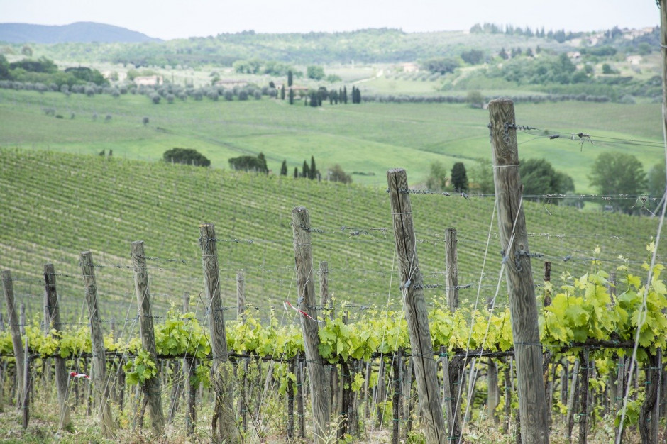 We Francji obszar uprawy winorośli w rolnictwie ekologicznym został w ubiegłym roku powiększony o 23 proc.; Fot.pixabay.com