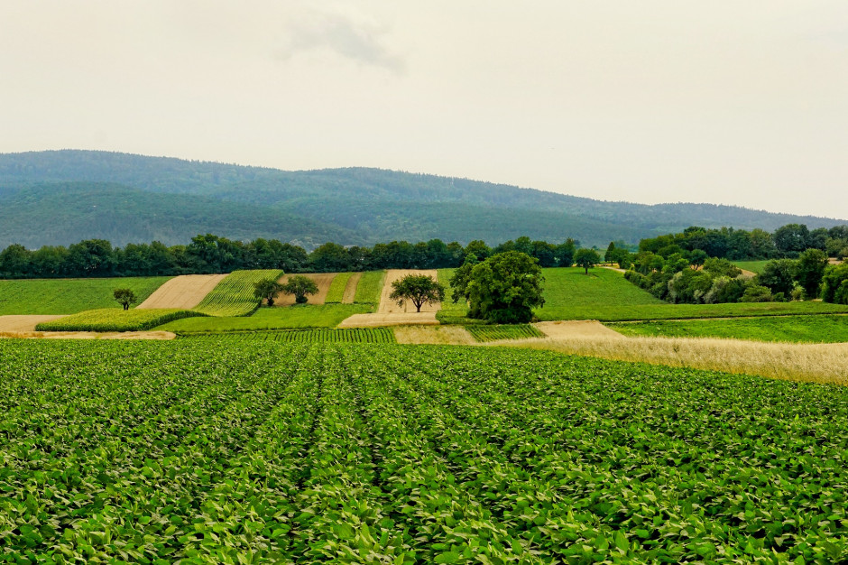 Celem dla Polski jest przeznaczenie do 2030 r. co najmniej 7% powierzchni użytków rolnych objętych systemem produkcji ekologicznej. fot.Pixabay
