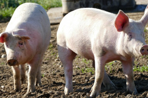 USDA: Chińscy rolnicy utrzymują coraz mniej świń