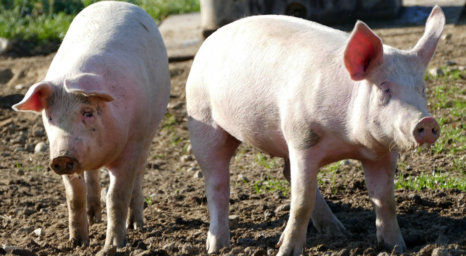 USDA: Chińskie stado świń zmniejszy się bardziej niż oczekiwano, do zaledwie 310,4 mln świń w 2020 r.; Fot.pixabay.com USDA: Chińscy rolnicy utrzymują coraz mniej świń