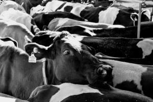 Rząd przyjął projekt ustawy o organizacji hodowli i rozrodzie zwierząt gospodarskich