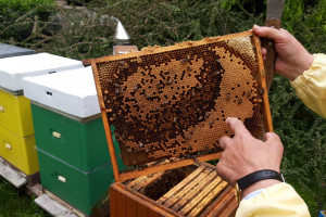 Pszczelarze mogą już ubiegać się o wsparcie finansowe