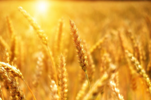 Rosja: Eksperci nadal obniżają prognozę zbiorów pszenicy