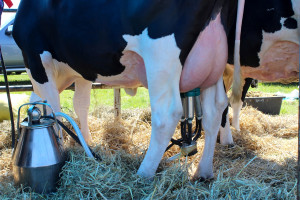 Śmigielska: W miesiącach wiosennych cena mleka zawsze spada
