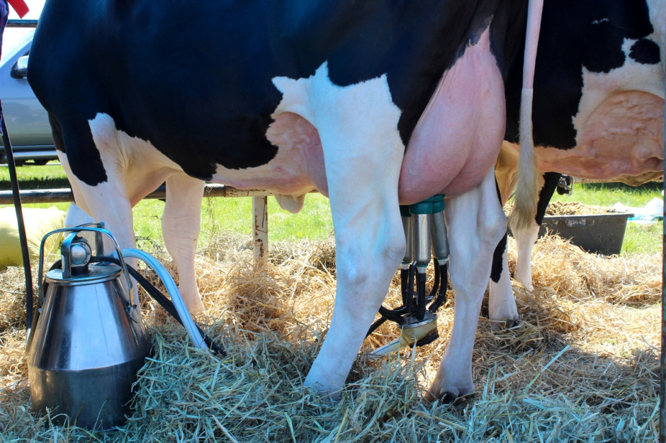 Ostatnie obniżki cen mleka mogą okazać się zjawiskiem sezonowym, fot. Ł.Ch.