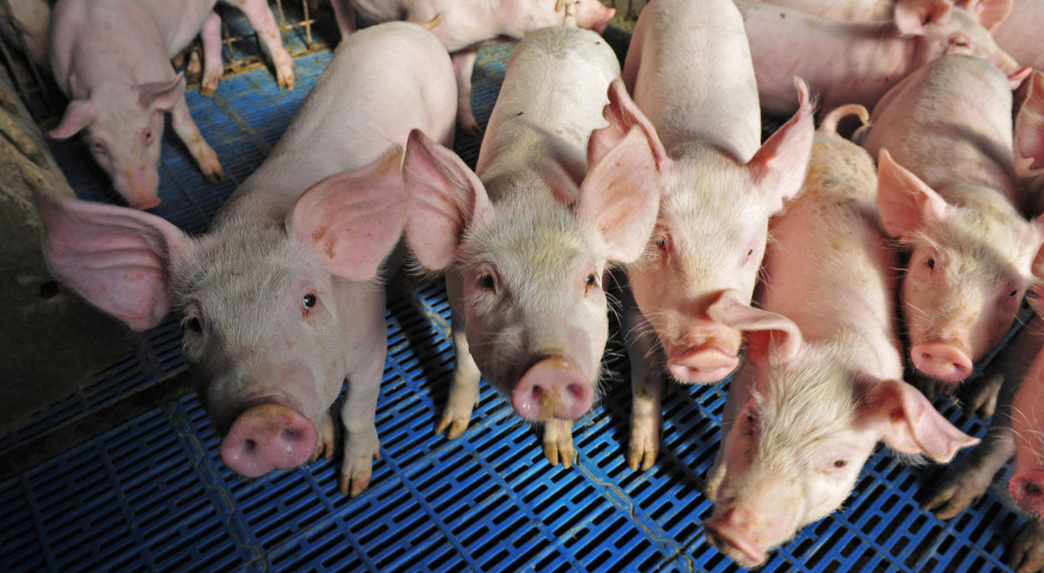 fot. Shutterstock Ukraiński agroholding zwiększył sprzedaż świń