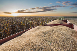 Na Ukrainie zaczęto zbierać kukurydzę i soję