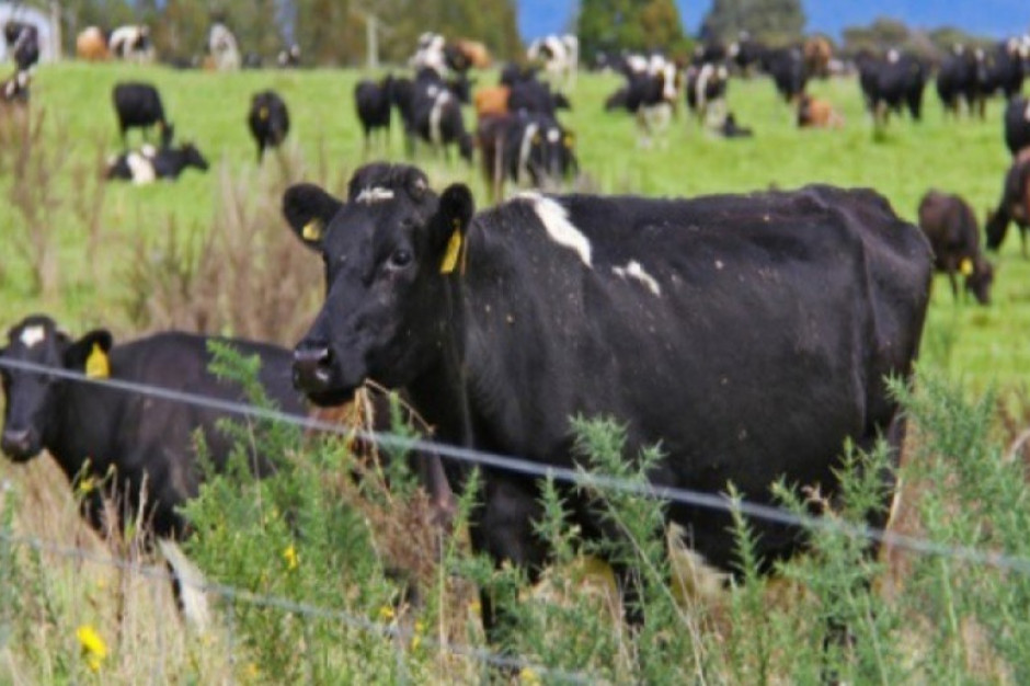 Prawie 5 milionów krów mlecznych w Nowej Zelandii dało nieco mniej mleka w zakończonym pod koniec maja sezonie 2019/2020; Fot.pixabay.com