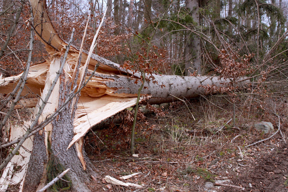Czy można samodzielnie usunąć drzewo wywrócone po burzy bez konieczności powiadamiania stosownego urzędu? Foto. 3centista, Pixabay