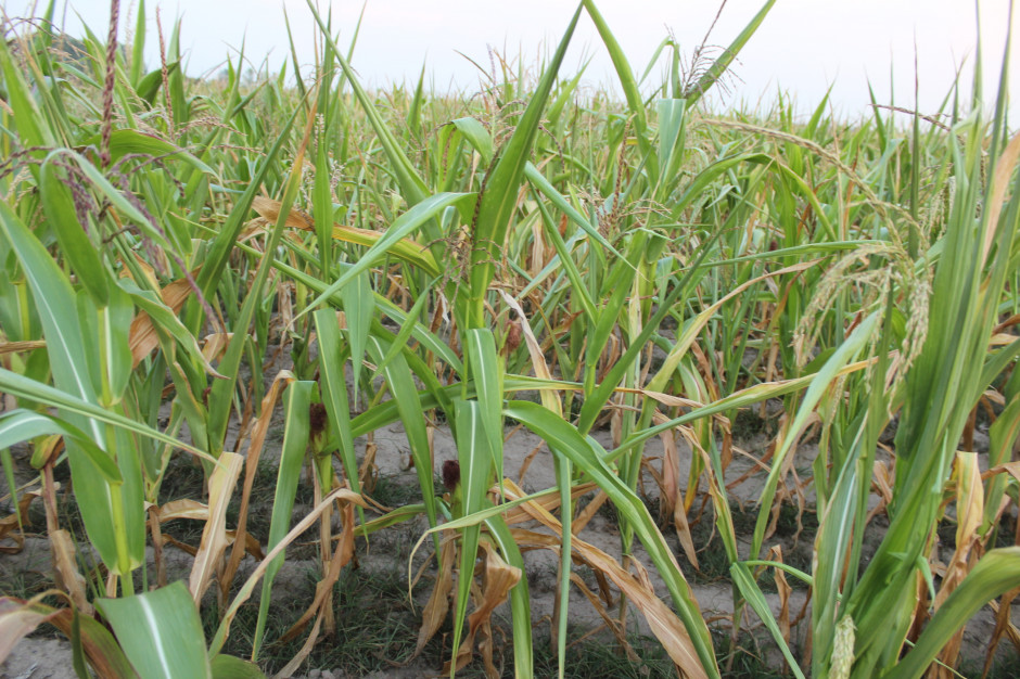 Na słabych i wadliwych stanowiskach w zeszłym roku kukurydza z powodu braku wody wręcz usychała na polu. Zdjecie z 29 lipca 2019r. Fot. A. Kobus