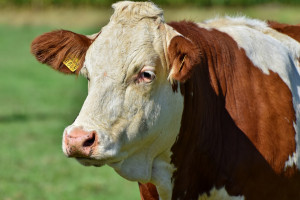 Projekt ustawy o organizacji hodowli i rozrodzie zwierząt gospodarskich