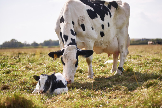Kontrola cyklu rozrodczego krowy