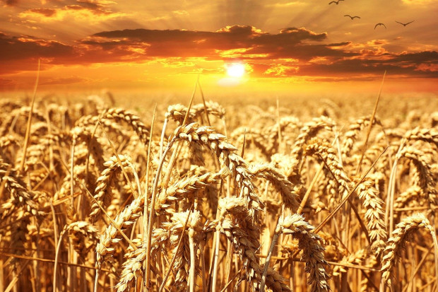 Nowy rekord świata: Ponad 17 ton pszenicy z hektara