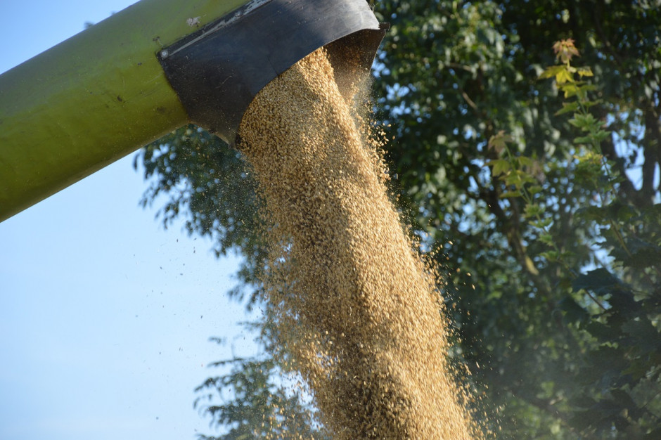 IGC: Prognozowana w listopadzie światowa produkcja zbóż ogółem (pszenicy i zbóż paszowych) w sezonie 2020/2021 została obniżona o 7 mln ton miesiąc do miesiąca;