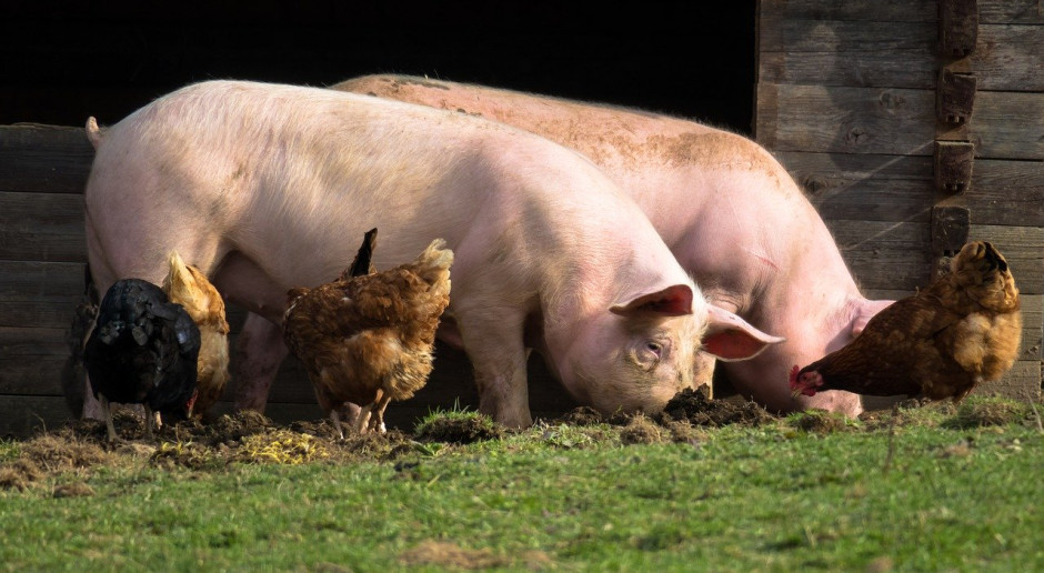 Rosja: w pierwszym półroczu wzrosło pogłowie wszystkich gatunków zwierząt gospodarskich; Fot.pixabay.com Rosja: Pozytywne półroczne wyniki w branży zwierzęcej