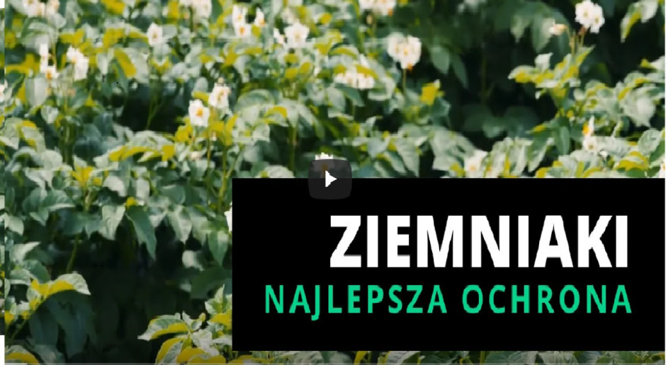O zmaganiach w uprawie ziemniaków