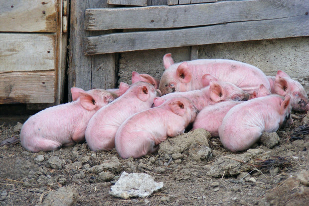 Dwa lata więzienia za przywłaszczenie blisko tysiąca świń