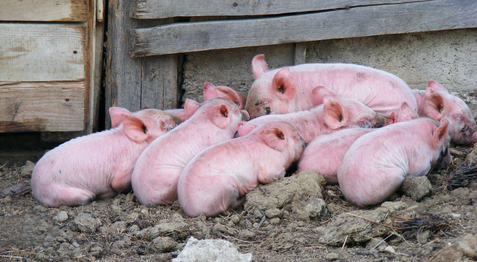 Dwa lata więzienia za przywłaszczenie blisko tysiąca świń