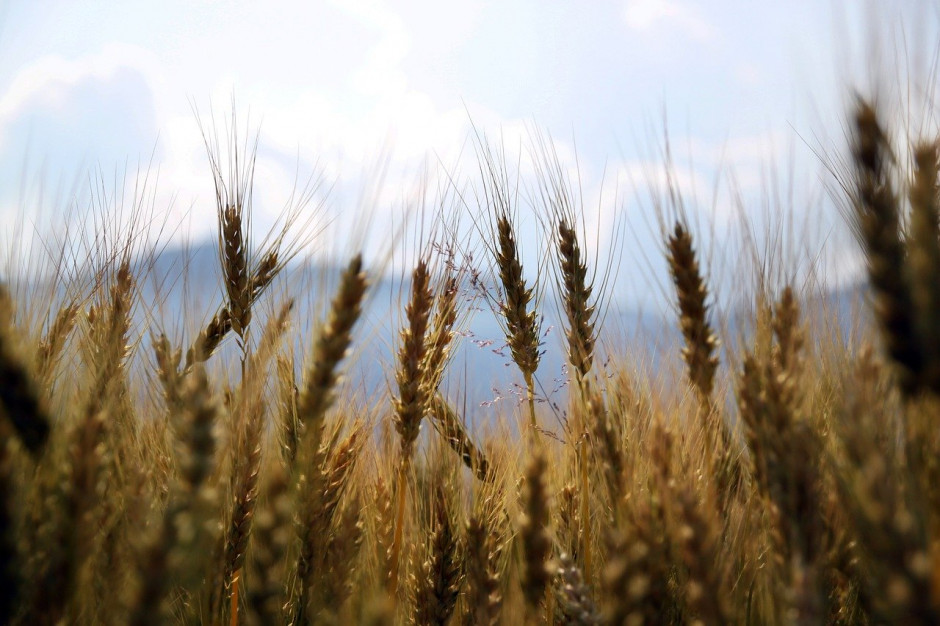 W tym roku chińscy rolnicy zebrali 136 milionów ton pszenicy z około 24 milionów hektarów; Fot.pixabay.com