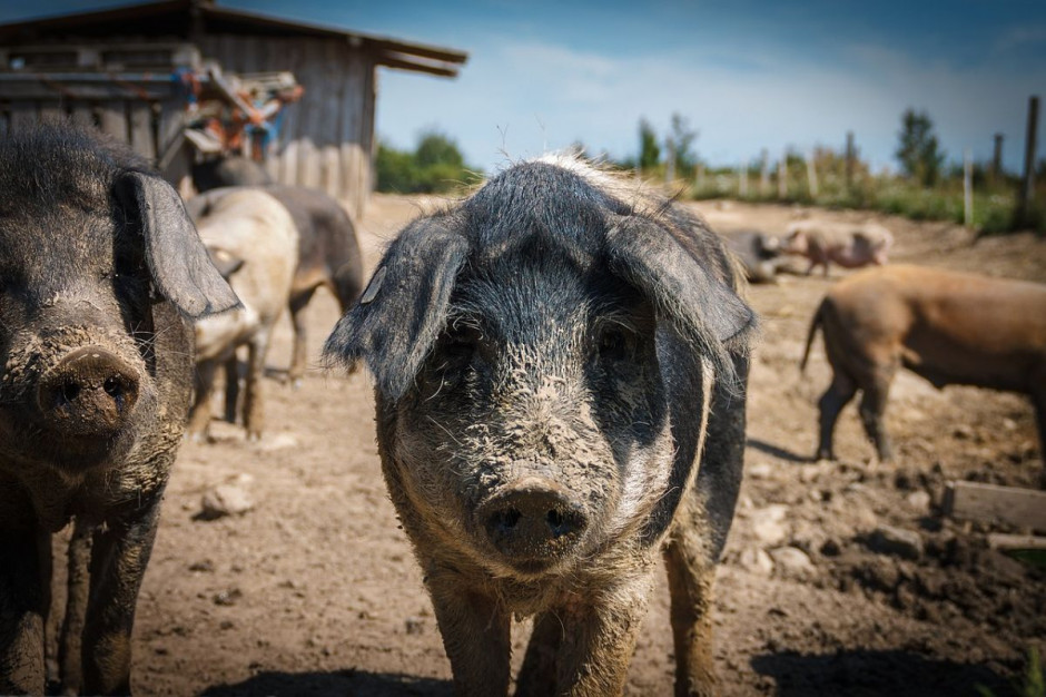 Zakaz utrzymywania świń w systemie otwartym na terenach ASF fot. Pixabay