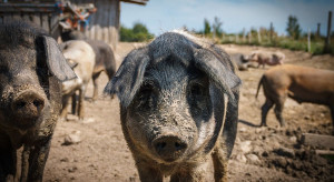 Zakaz hodowli świń, dzików lub świniodzików w systemie otwartym na obszarach ASF