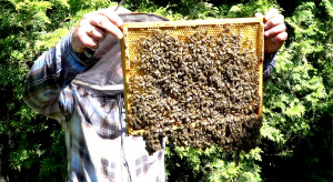 Pasieka przy domu: Pszczoły gotowe do zimy