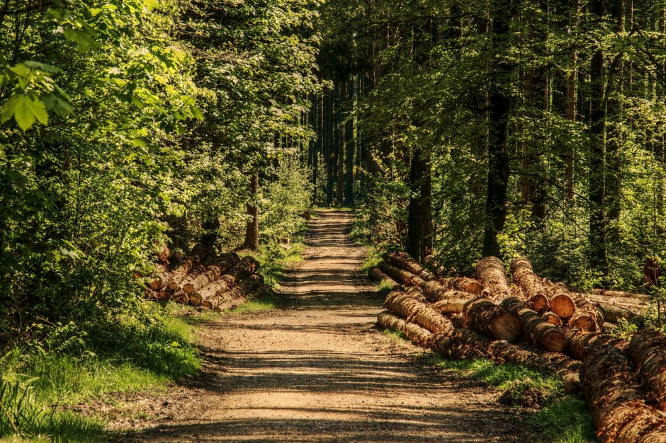 FAO: Powierzchnia lasów w UE wzrosła od 1990 r. o 14 mln hektarów; Fot.pixabay.com
