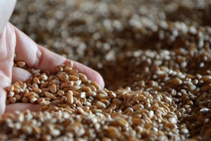 Rynek pszenicy pod presją produkcji z Rosji i Ukrainy