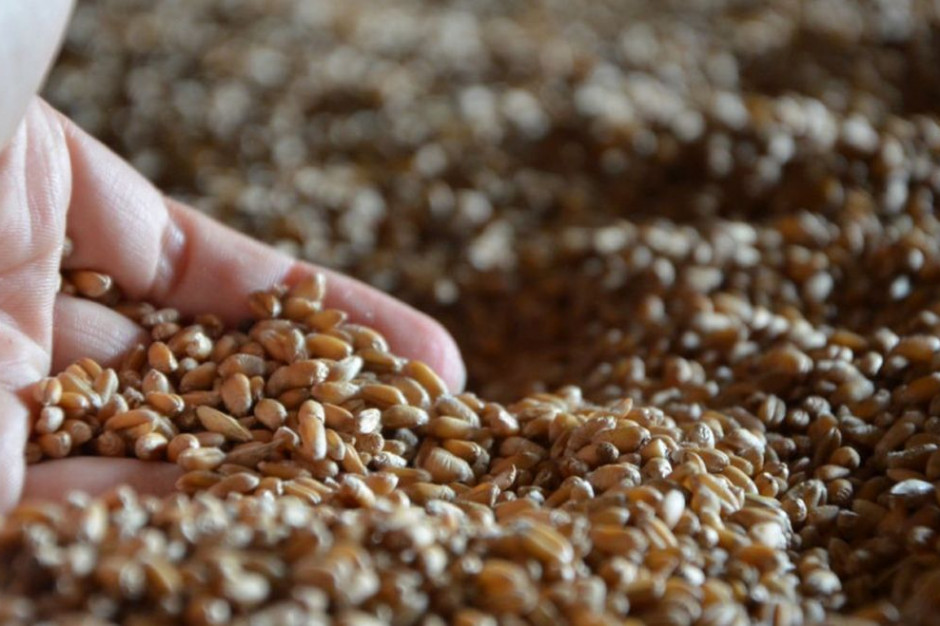 Zagrożeniem dla produkcji zbóż w Polsce jest zwiększająca się produkcja w Rosji i na Ukrainie, fot. M. Tyszka