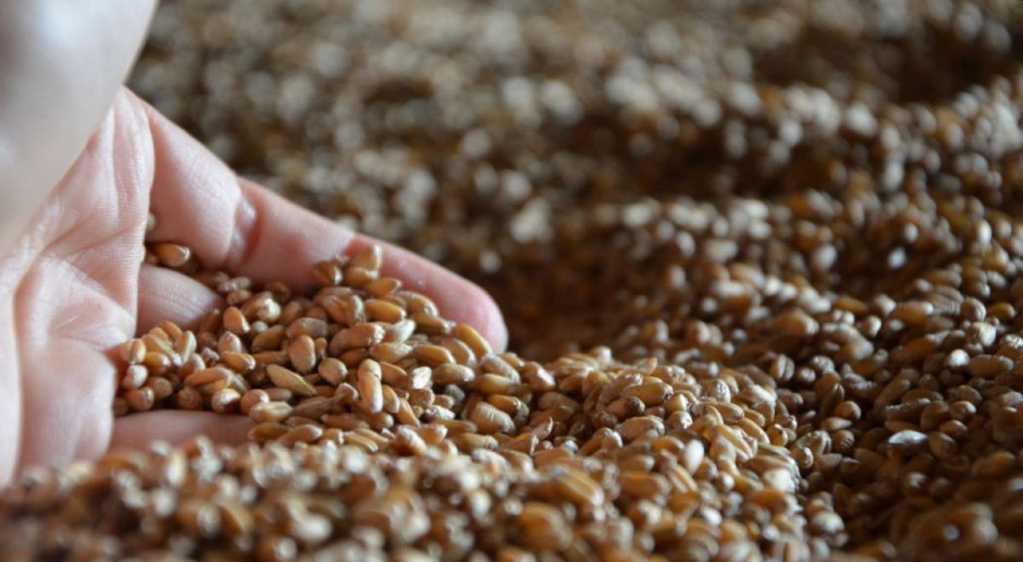 Rynek pszenicy pod presją produkcji z Rosji i Ukrainy