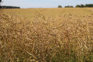 Na Ukrainie zebrano ponad 20 mln ton zbóż