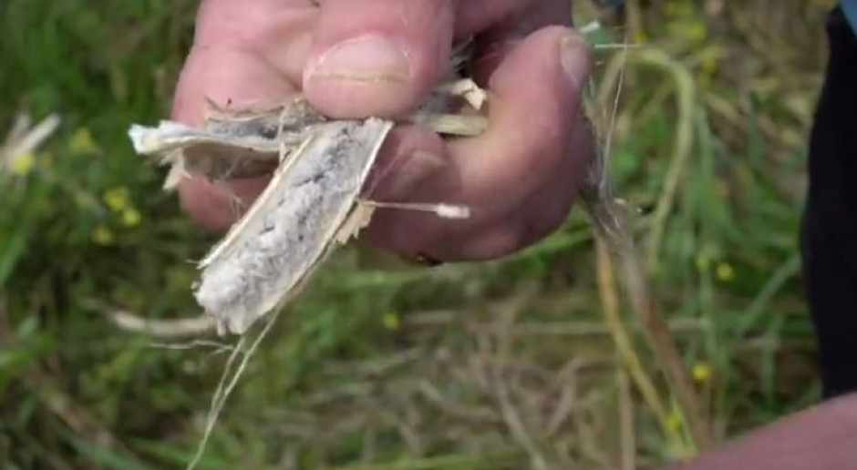 Zgnilizna twardzikowa rzepaku; Fot. farmer Zwalczanie zgnilizny trwardzikowej rzepaku po żniwach
