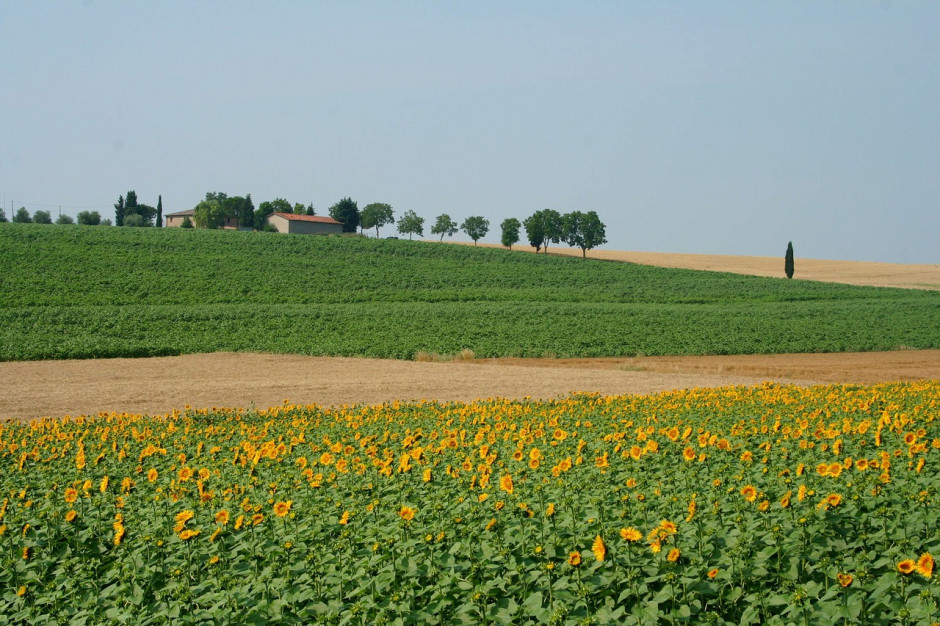 Rolnicy i ekolodzy we Włoszech chcą przeciwdziałać zmniejszaniu powierzchni gruntów rolnych; Fot.pixabay.com