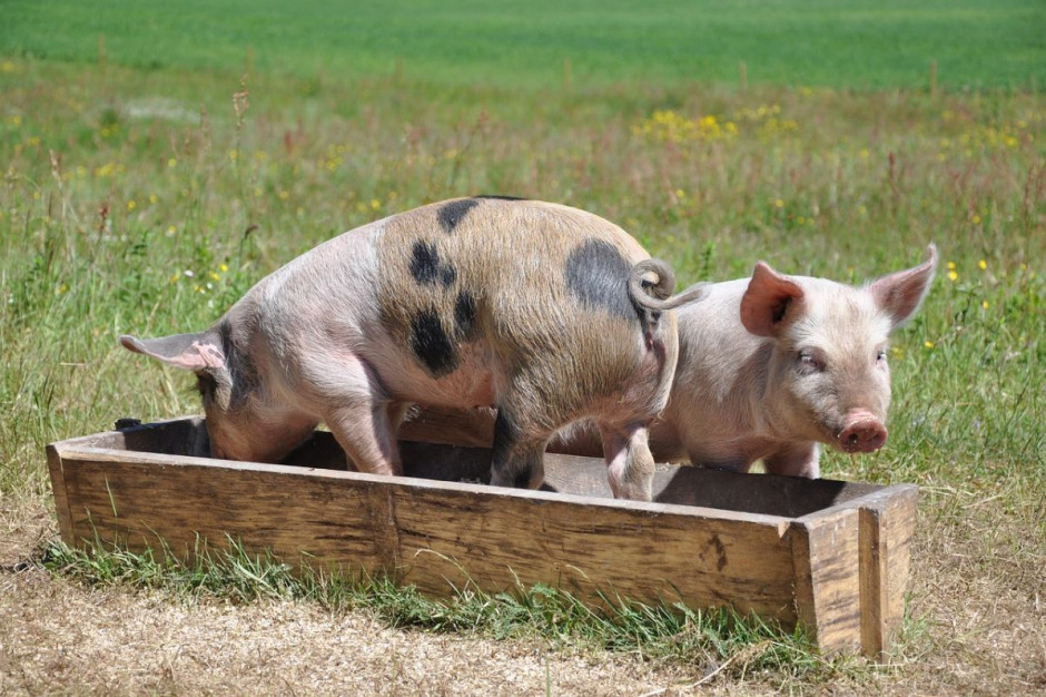 KZP-PTCH domaga się zakazu utrzymywania świń na wolnym wybiegu, Foto: pixabay
