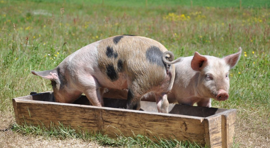 KZP-PTCH domaga się zakazu utrzymywania świń na wolnym wybiegu, Foto: pixabay KZP-PTCH: Utrzymywanie świń na wybiegach wyklucza odpowiednią bioasekurację