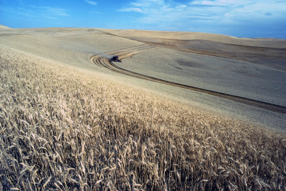 Do 27 lipca rosyjscy rolnicy zebrali 39,6 mln ton pszenicy z 11 mln ha, przy średnim plonie 3,59 t / ha; Fot.pixabay.com