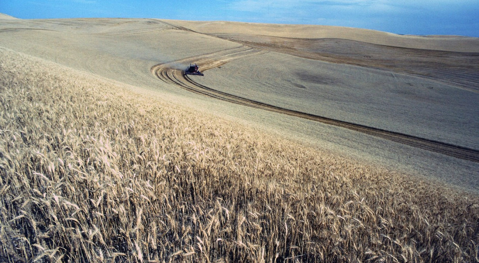 Do 27 lipca rosyjscy rolnicy zebrali 39,6 mln ton pszenicy z 11 mln ha, przy średnim plonie 3,59 t / ha; Fot.pixabay.com W Rosji zebrano prawie 40 mln ton pszenicy