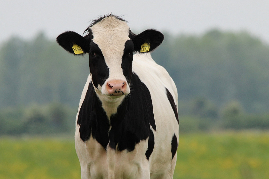 W Wielkiej Brytanii wydano zgodę na rozpoczęcie prób szczepień przeciwko gruźlicy bydła, fot. Pixabay
