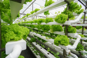 Na Uniwersytecie Rolniczym w Krakowie powstała modułowa uprawa hydroponiczna