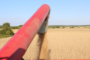 Ukraiński agroholding z większymi plonami zbóż - nawet o 52 proc.