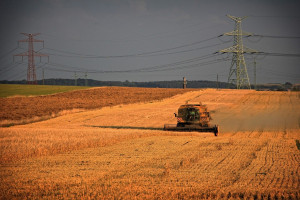DBV: Zbiór rzepaku i pszenicy w Niemczech jest powolny