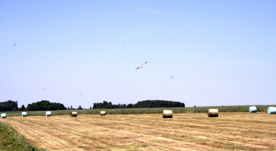 KRIR wnioskował o skrócenie okresu trwania zobowiązań rolno-środowiskowo-klimatycznych, Foto: GT Czy możliwe będzie skrócenie zobowiązań rolno-środowiskowych w PROW?