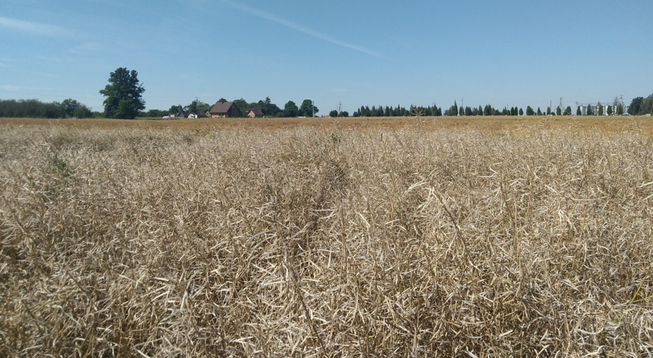 Szkoda gradowa w rzepaku; Fot. A. Janc Grad na Opolszczyźnie wymłócił rzepak, szkody także w zbożach i kukurydzy