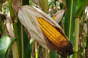 Rekordowe chińskie zakupy kukurydzy w USA