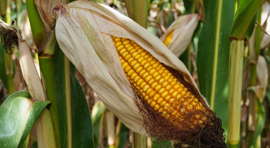 Amerykańskie ministerstwo rolnictwa (USDA) ogłosiło nowy rekord zakupów kukurydzy przez Chiny w sezonie gospodarczym 2020/2021; Fot.pixabay.com Rekordowe chińskie zakupy kukurydzy w USA