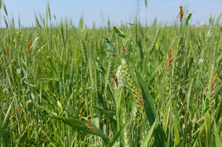 Pakistan: szarańcza rujnuje lokalne uprawy zbóż, fot. Shutterstock