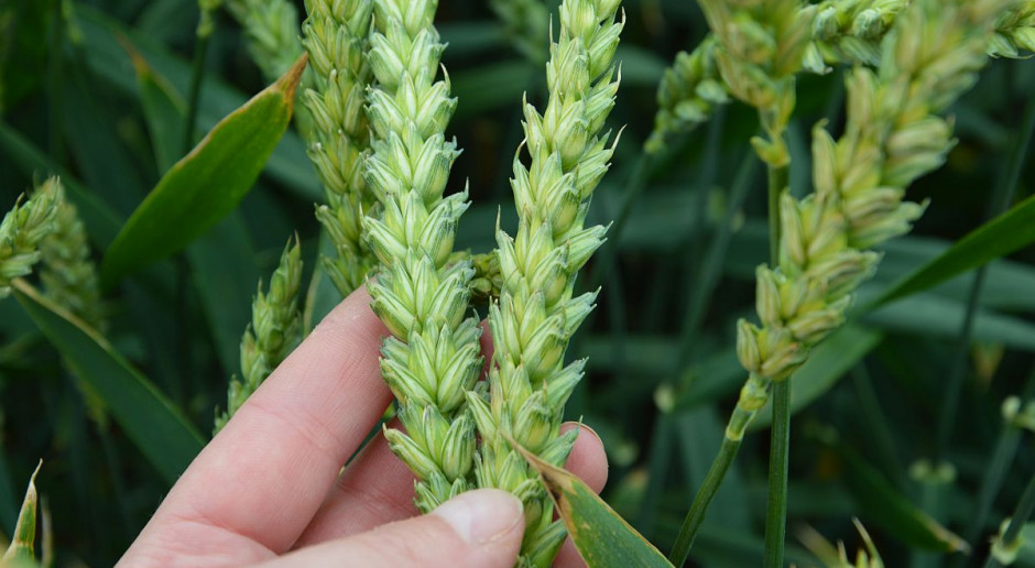 Dni pola on-line Farmera; Fot. Katarzyna Szulc Okiem Farmera: Podsumowanie Dni Pola On-Line