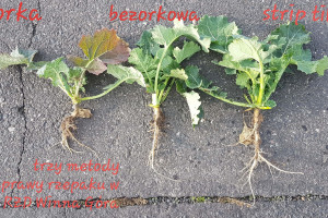 Wyniki uprawy rzepaku w trzech technologiach