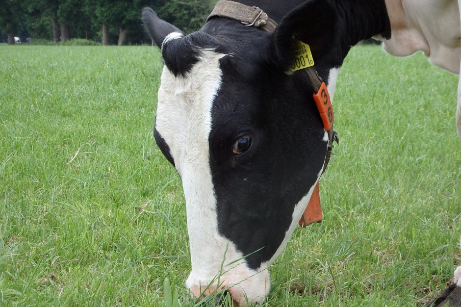 FrieslandCampina prognozuje spadek liczby krów mlecznych, która ma zmniejszyć się w Niderlandach o 10 procent w ciągu najbliższych dziesięciu lat; Fot.pixabay.com